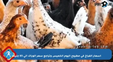 أسعار الفراخ في مطروح اليوم الخميس وتراجع سعر الوراك إلى 85 جنيها